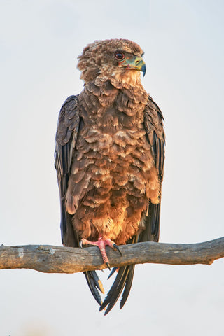 Buzzard - Life Size Posters by Miwwim