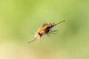Bee Fly - Canvas Prints