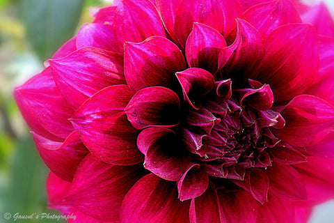 Flower - Framed Prints