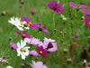 Field Of Flowers - Life Size Posters