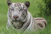 White Tiger - Canvas Prints