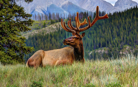 King Of The Mountain - Large Art Prints by J. Philip Larson Photography