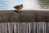 Mallard Duck Sluice Surfing - Large Art Prints