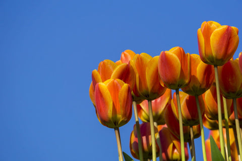 Tulips And The Sky - Large Art Prints by Lizardofthewisard