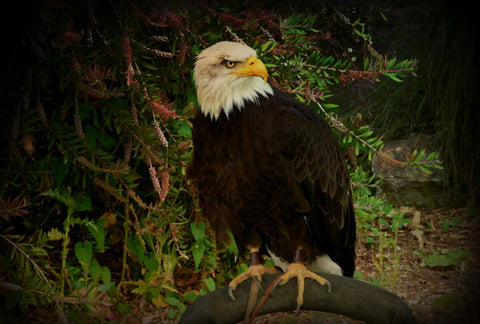 Bald Eagle by Nick Tucker