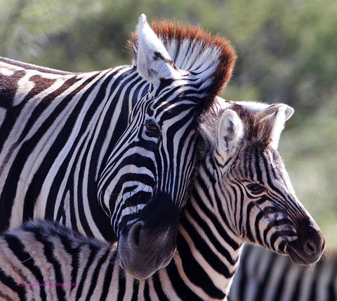 A Mothers Love - Posters by Jim Gibson Photography