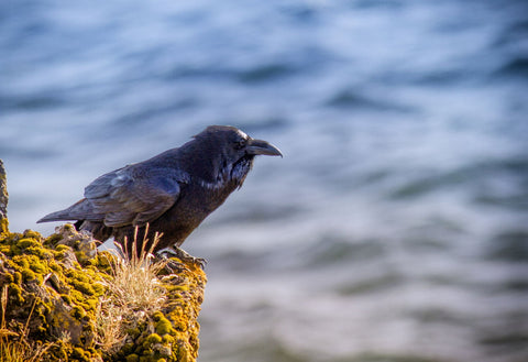 Raven - Art Prints by Kjersti K. Skistad