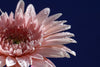 Pink World - Art Prints