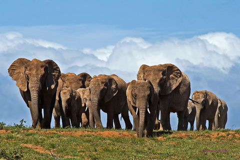 The Herd - Canvas Prints