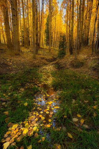 The Fallen Guide Me To The Light - Large Art Prints by Srivats Ravichandran Photos