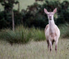 Red Deer - Large Art Prints