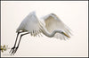 Great Egret - Art Prints
