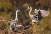 The Busy Grey Heron Couple - Framed Prints