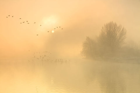 Thames - Art Prints
