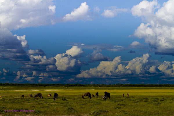 Storm Brewing - Canvas Prints