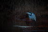 Black-Headed Heron - Life Size Posters