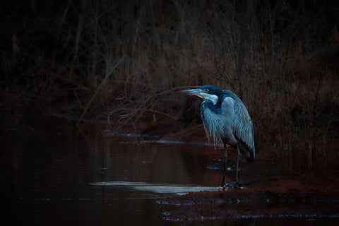Black-Headed Heron - Art Prints