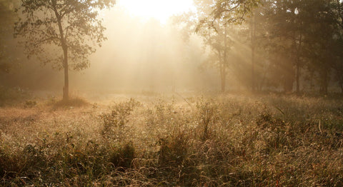 Morning Glory - Canvas Prints by Amit Kulkarni