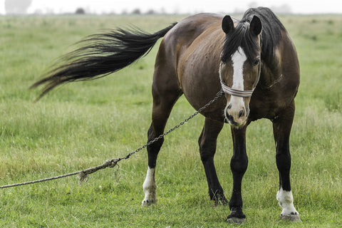 Cross Country. - Canvas Prints