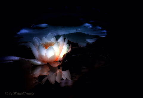 Shine - Art Prints