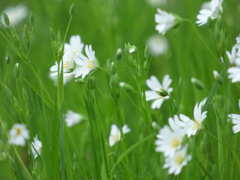 Stellaria Holostea - Framed Prints by Nick Tucker