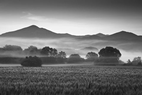 Mist - Framed Prints