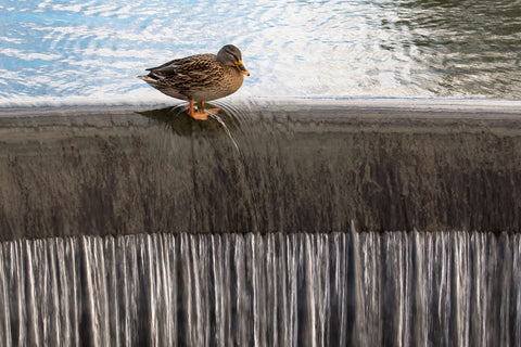 Mallard Duck Sluice Surfing - Canvas Prints by Peter Garner