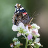 Red Admiral On Flower - Canvas Prints