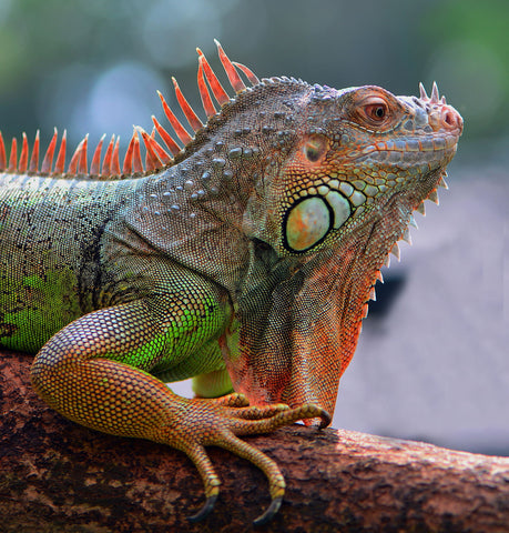 My Iguana by Tallenge