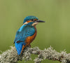Kingfisher - Life Size Posters