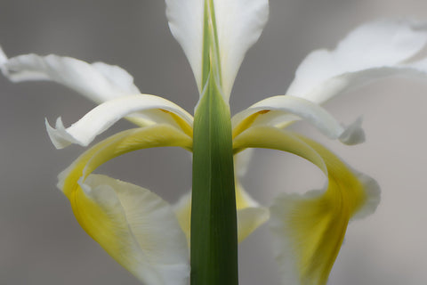 The Queen Of The Garden - Framed Prints by Diana Moreno