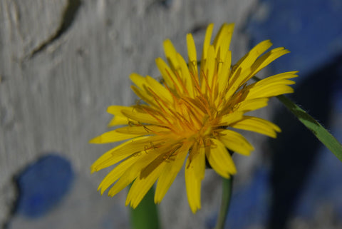 Yellow Daisy - Canvas Prints by Paulo Marques