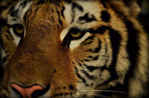 The Peaceful Tiger Waiting - Large Art Prints by Earl Mallia