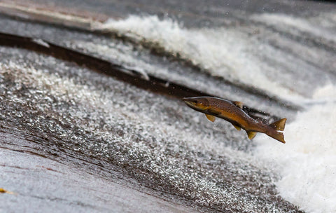 The Leaping Salmon - Large Art Prints by Danny Moore