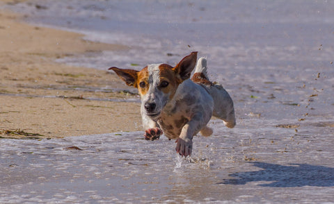 Jack Russells Run by Gabriele Fabrizio Sbalbi