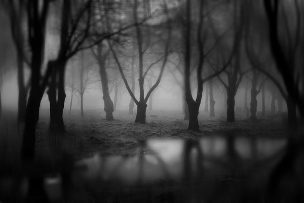 Dark Woods - Canvas Prints