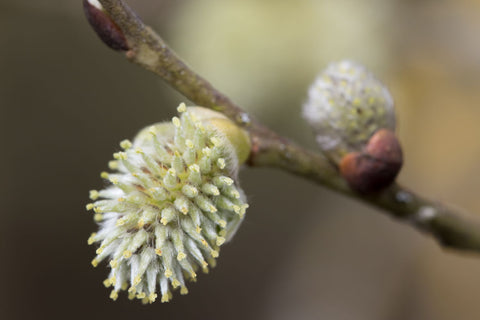 Spring Buds I - Framed Prints