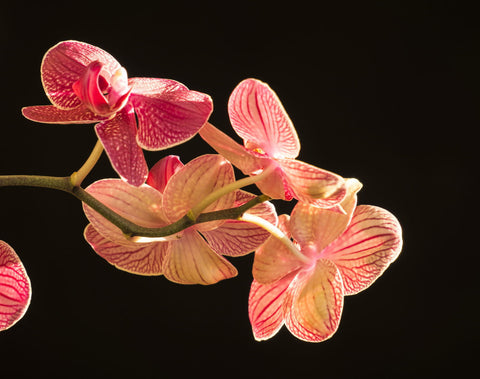 Backlit Orchid - Canvas Prints by Lizardofthewisard