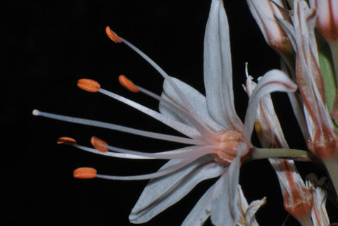 White Flower With Stamens - Art Prints