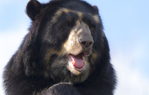 Spectacle Bear by Martin Beecroft Photography