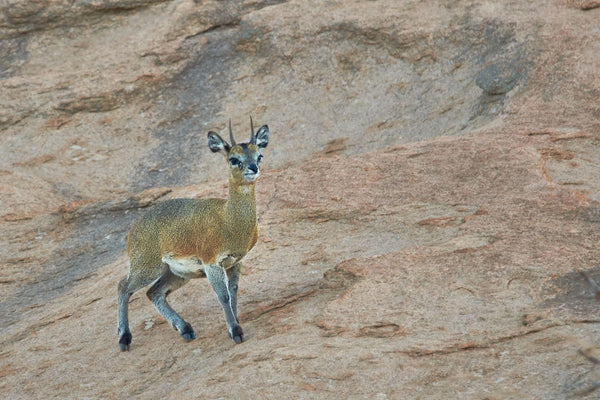 Klipspringer - Art Prints