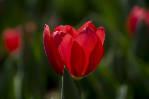 Red Tulip - Large Art Prints by Lizardofthewisard