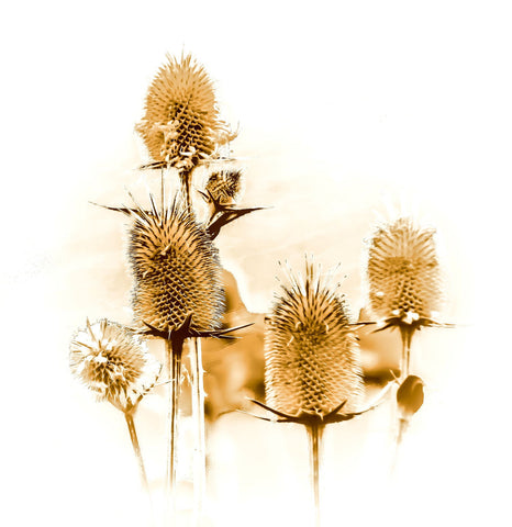 Spike Flowers - Framed Prints by Milan Turek