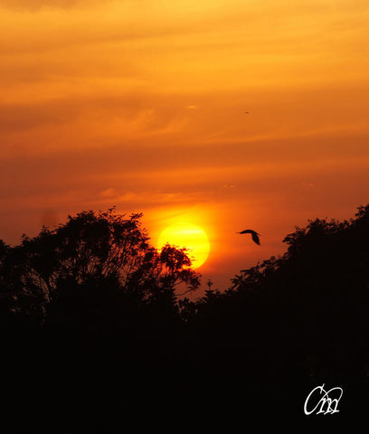 New Beginnings - Framed Prints