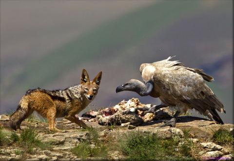 Partners In Crime by Jim Gibson Photography