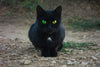 Black Cat - Posters