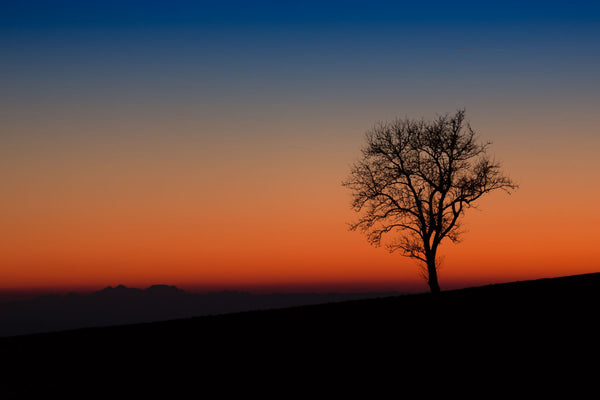 Sunset - Large Art Prints