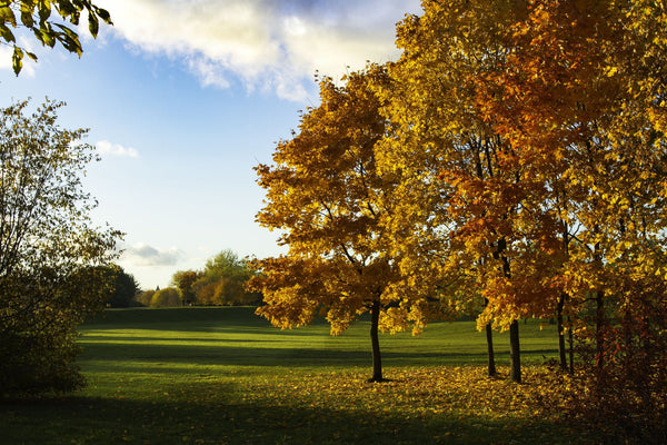 Autumn Colors - Canvas Prints