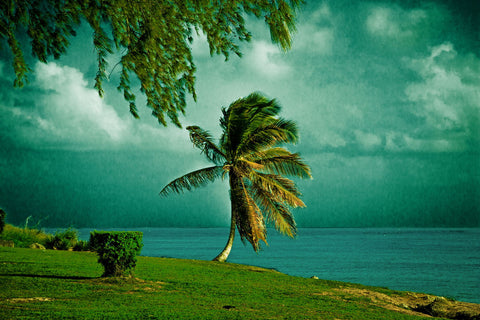 Green Palmtree by Olaf Klein