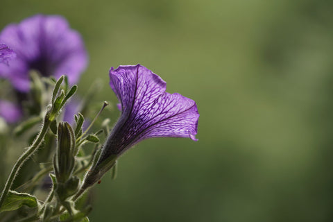 Trumpet Flower - Art Prints